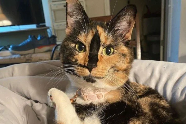 Gatinha resgatada faz sucesso por estar “sempre sorrindo”. Veja fotos