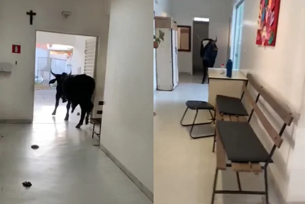 Vídeo: boi invade posto de saúde, defeca, urina e assusta funcionários