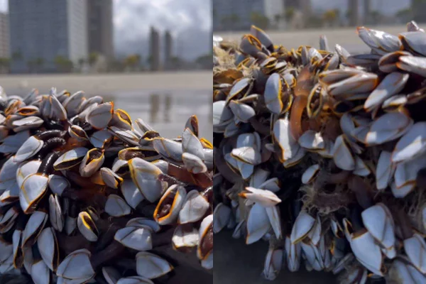 Crustáceos foram encontrados em um pedaço de madeira na Praia da Aviação, em Praia Grande. Animais são raros na Baixada Santista - Metrópoles