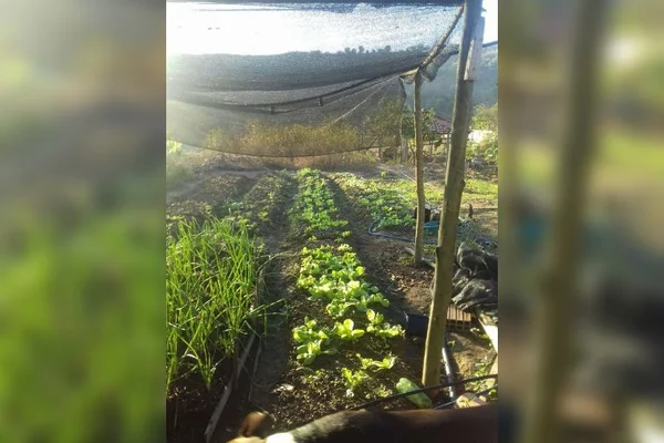 Horta da agricultora Lucivanda Rodrigues da Silva, de 44 anos
