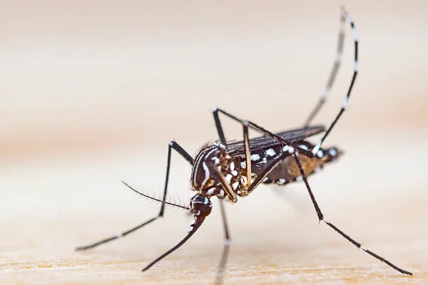 Foto colorida de mosquito preto com listras brancas - Metrópoles.