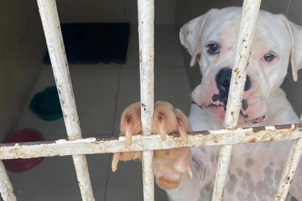 cachorro resgatado em Minas Gerais