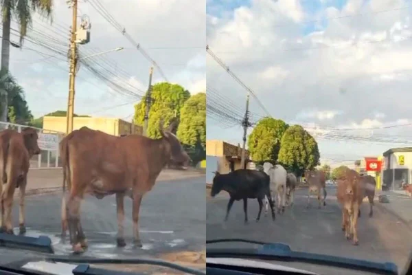 Trecho do vídeo das vacas nas ruas de Campo Grande - Metrópoles