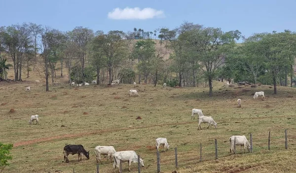 Fazenda alvo de ação de grupo criminoso que furtou gado, em Niquelândia, Goiás