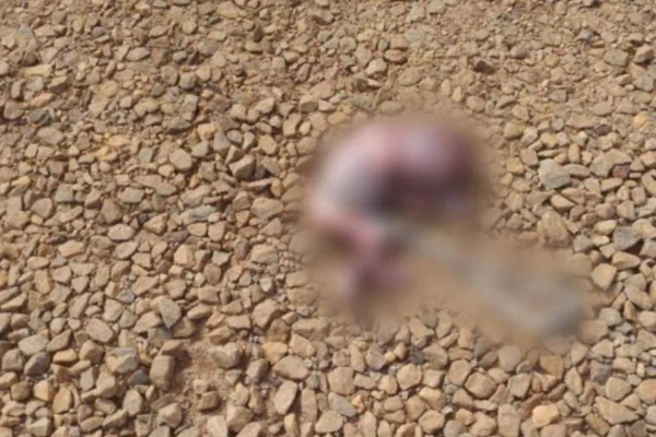 imagem colorida feto encontrado em sacola e carregado por cachorro goias