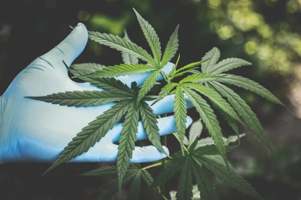 Planta Cannabis sativa