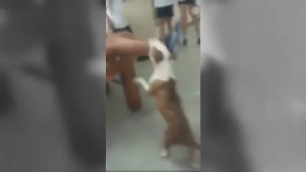 Vídeo: pit-bull invade escola e ataca aluno no Complexo da Maré (RJ)