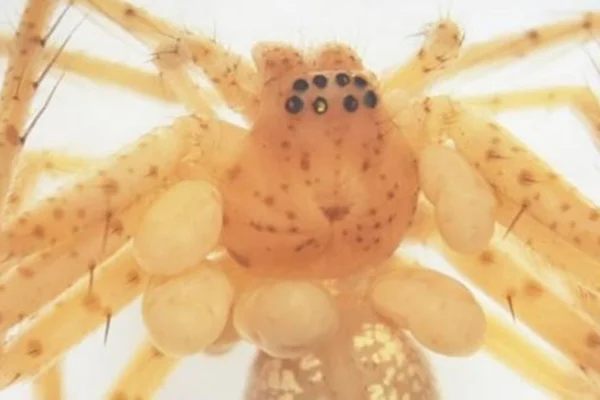 Aranha Butantan animal com colar parasita ácaro