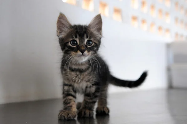 Pai e filhos são presos acusados de envenenar gatos em Sobradinho II