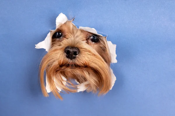 Cachorro