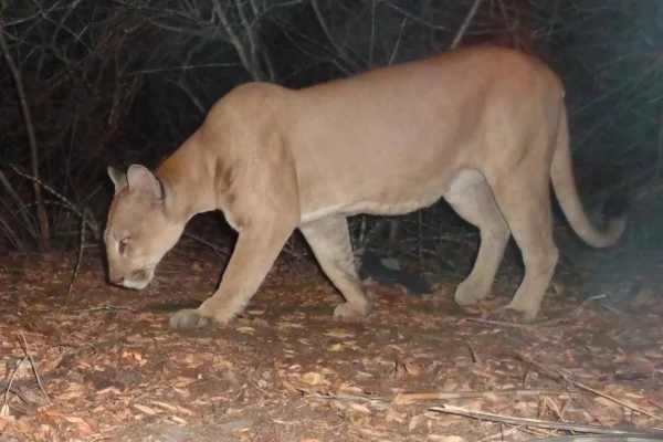 Imagem de uma onça-parda, tirada a noite, em seu habitat natural - Metrópoles