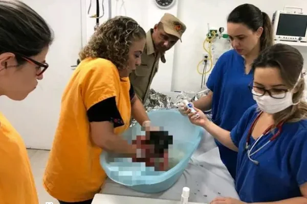 Recém-nascida abandonada é resgatada em lote baldio de Goiânia