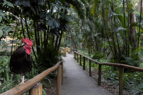 Parque da Água Branca isola 2 mil aves para prevenir gripe aviária