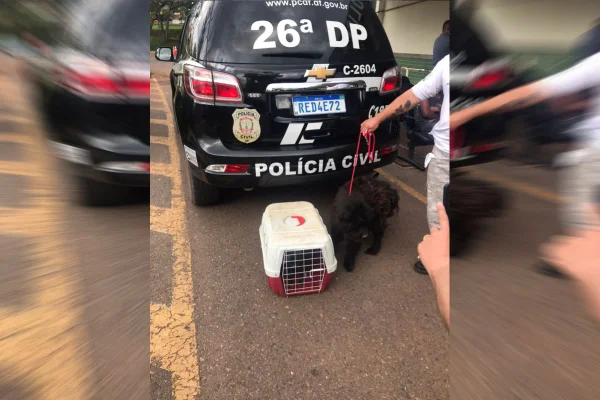 Cão morre e dois são resgatados debilitados após serem abandonados