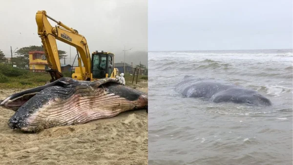 imagem colorida de baleia Jubarte encalhada em praia - Metrópoles