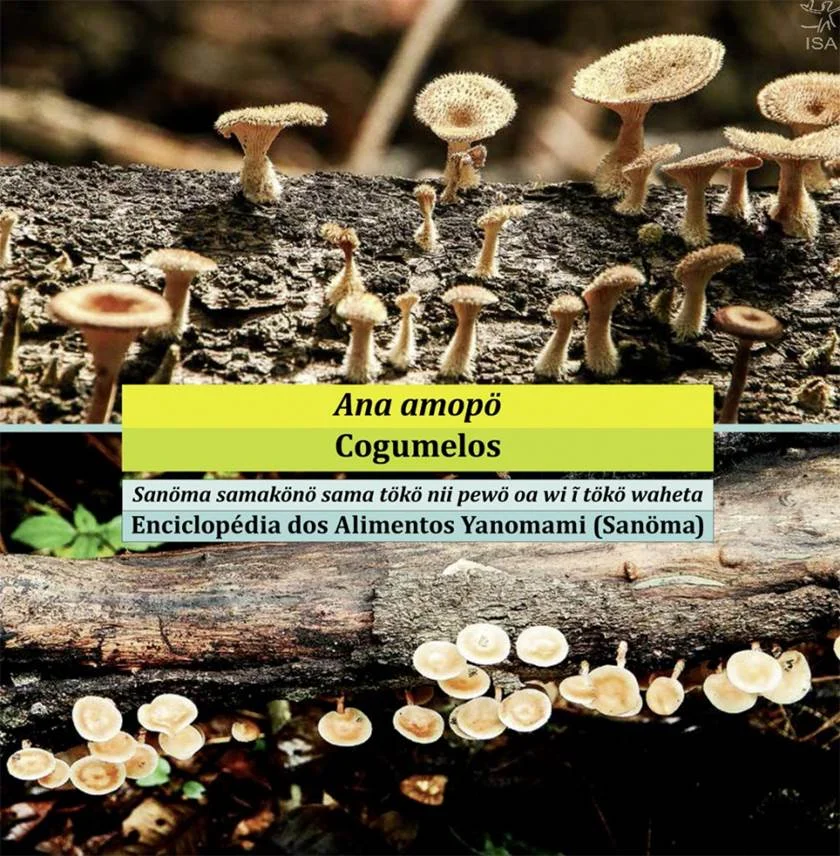 <b>"Cogumelos Yanomami"</b>, de Ana Amopö, ganhou o 1º lugar da 59ª edição do Prêmio Jabuti na categoria Gastronomia. A obra, que cataloga cogumelos comestíveis da Amazônia, foi feita por pesquisadores do
Instituto Socioambiental (ISA), do Instituto Nacional de Pesquisas da Amazônia (INPA), do Instituto de Botânica de São Paulo, do Instituto de Micologia de Tottori, no Japão e da Universidade Federal de Minas Gerais (UFMG) <b>"Cogumelos Yanomami"</b>, de Ana Amopö, ganhou o 1º lugar da 59ª edição do Prêmio Jabuti na categoria Gastronomia. A obra, que cataloga cogumelos comestíveis da Amazônia, foi feita por pesquisadores do
Instituto Socioambiental (ISA), do Instituto Nacional de Pesquisas da Amazônia (INPA), do Instituto de Botânica de São Paulo, do Instituto de Micologia de Tottori, no Japão e da Universidade Federal de Minas Gerais (UFMG)