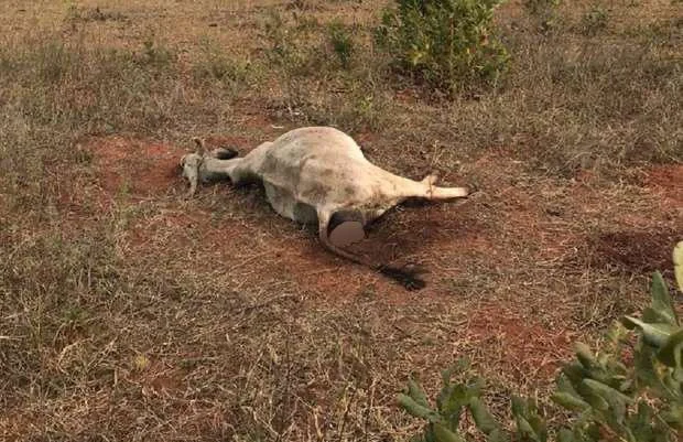 PM ambiental encontrou quatro animais mortos pela desnutrição PM ambiental encontrou quatro animais mortos pela desnutrição
