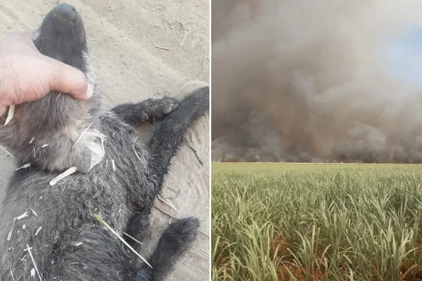 Bombeiros salvam filhotes de lobo-guará durante incêndio em MG