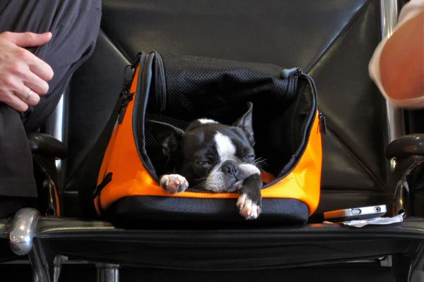 Foto colorida de um cachorro no aeroporto - Metrópoles