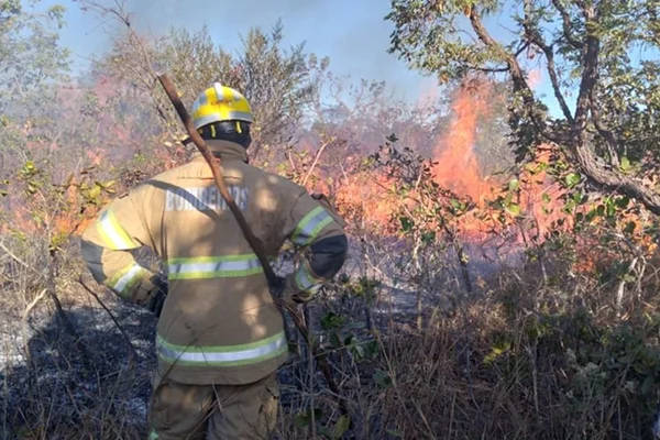 Bombeiro de costas olhando para mata pegando fogo