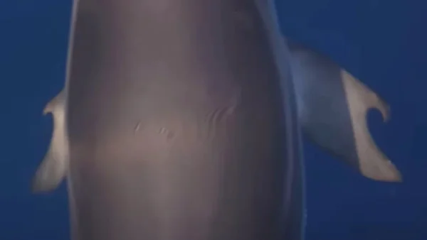 Golfinho extremamente raro com ‘polegares’ é fotografado no Golfo Grego