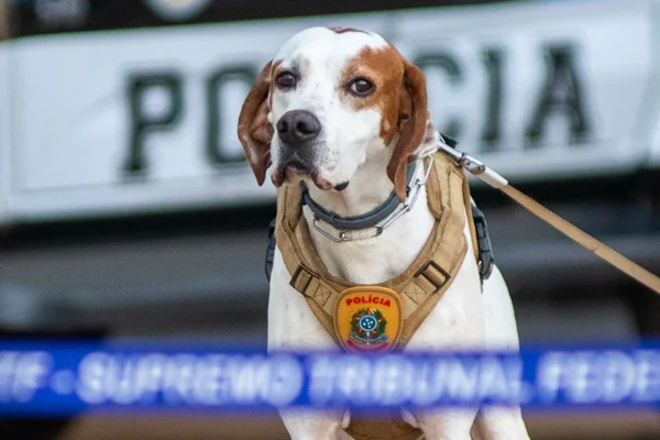 Polícia Judicial reforça segurança com varredura de cães farejadores para julgamento do ex-presidente Jair Bolsonaro (PL) e mais sete aliados por suposta trama golpista - METRÓPOLES