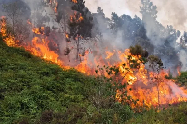 Imagem colorida, bombeiros-se-mobilizam-para-apagar-incendio-em-sc- Metrópoles