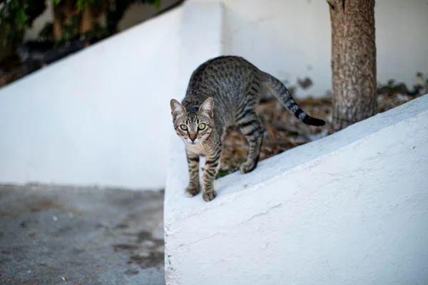 Foto colorida de um gato andando pela rua - Metrópoles