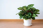 A planta calathea purifica o ar, melhora a umidade do ambiente e é segura para animais de estimação A planta calathea purifica o ar, melhora a umidade do ambiente e é segura para animais de estimação