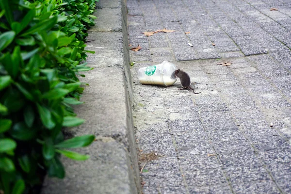 Imagem colorida mostra rato pegando comida na cidade - Metrópoles