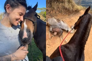 Montagem de Ana Castela e seu cavalo, Blake, ao lado da denúncia de maus-tratos compartilhada pela cantora
