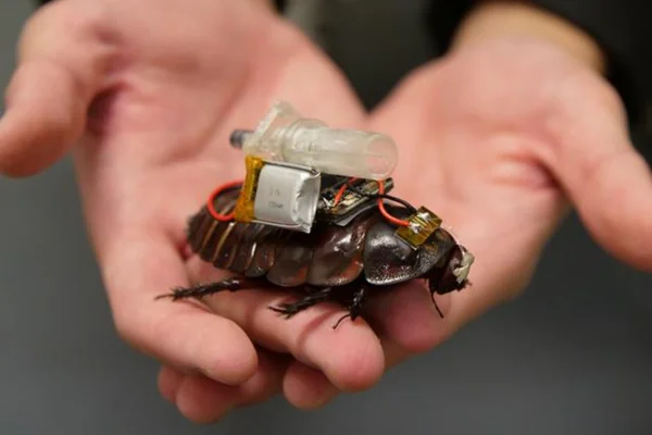 Imagem mostra duas mãos humanas segurando uma barata robô que está carregando equipamentos - Metrópoles