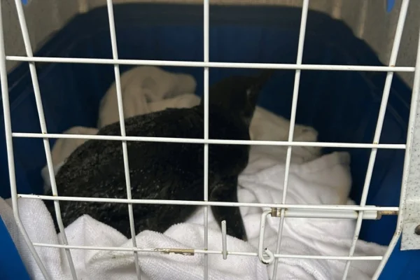 Pinguim-de-Magalhães é resgatado após encalhar em praia de Ilhabela - destaque galeria