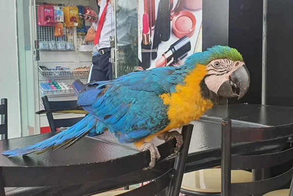 Arara em restaurante