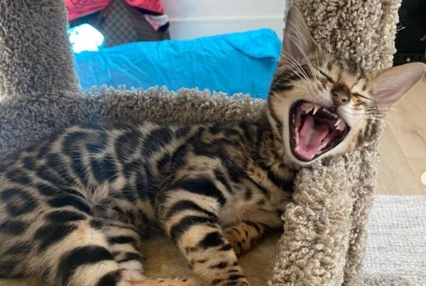 Megan Fox e Machine Gun Kelly adotam gatinho e o batizam de Whiskey
