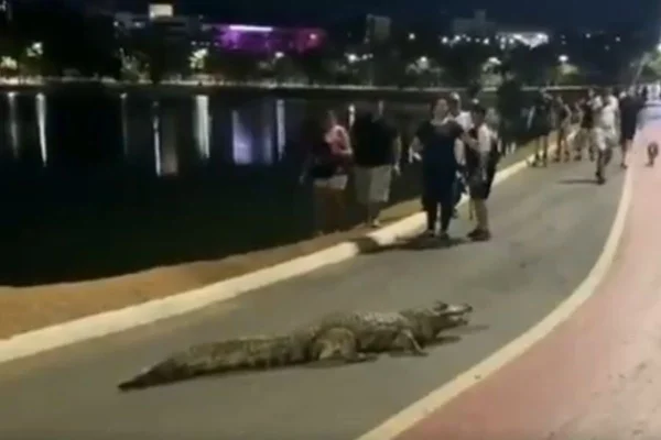 Imagem colorida de jacaré que deixou a lagoa em Cuiabá para passear na ciclovia - Metrópoles