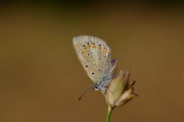 Foto colorida de borboleta, com tons de marrom de branco - Metrópoles.