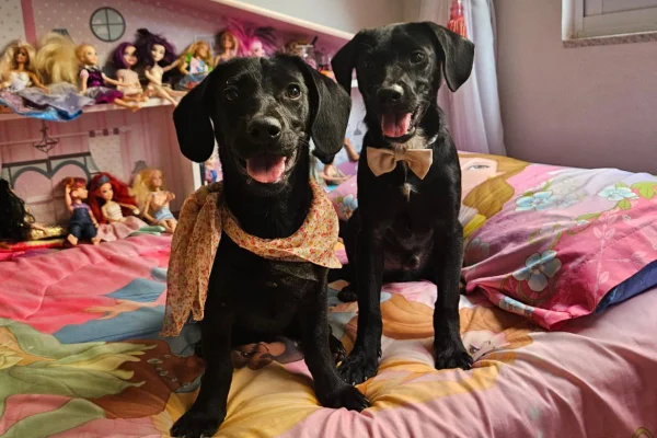 foto colorida cachorros Zé Felipe e Ana Castela