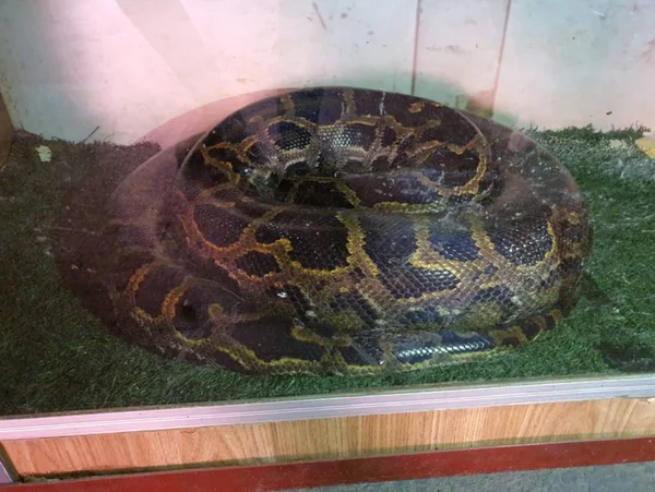 cobra