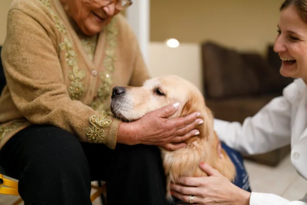 Imagem colorida de golden retriever sendo acariciado