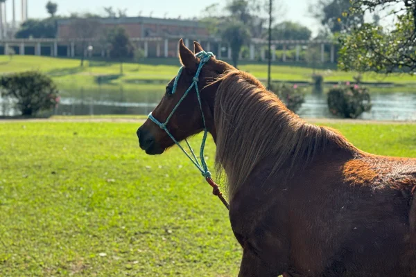 Apesar de saudável, futuro do cavalo Caramelo segue incerto. Entenda