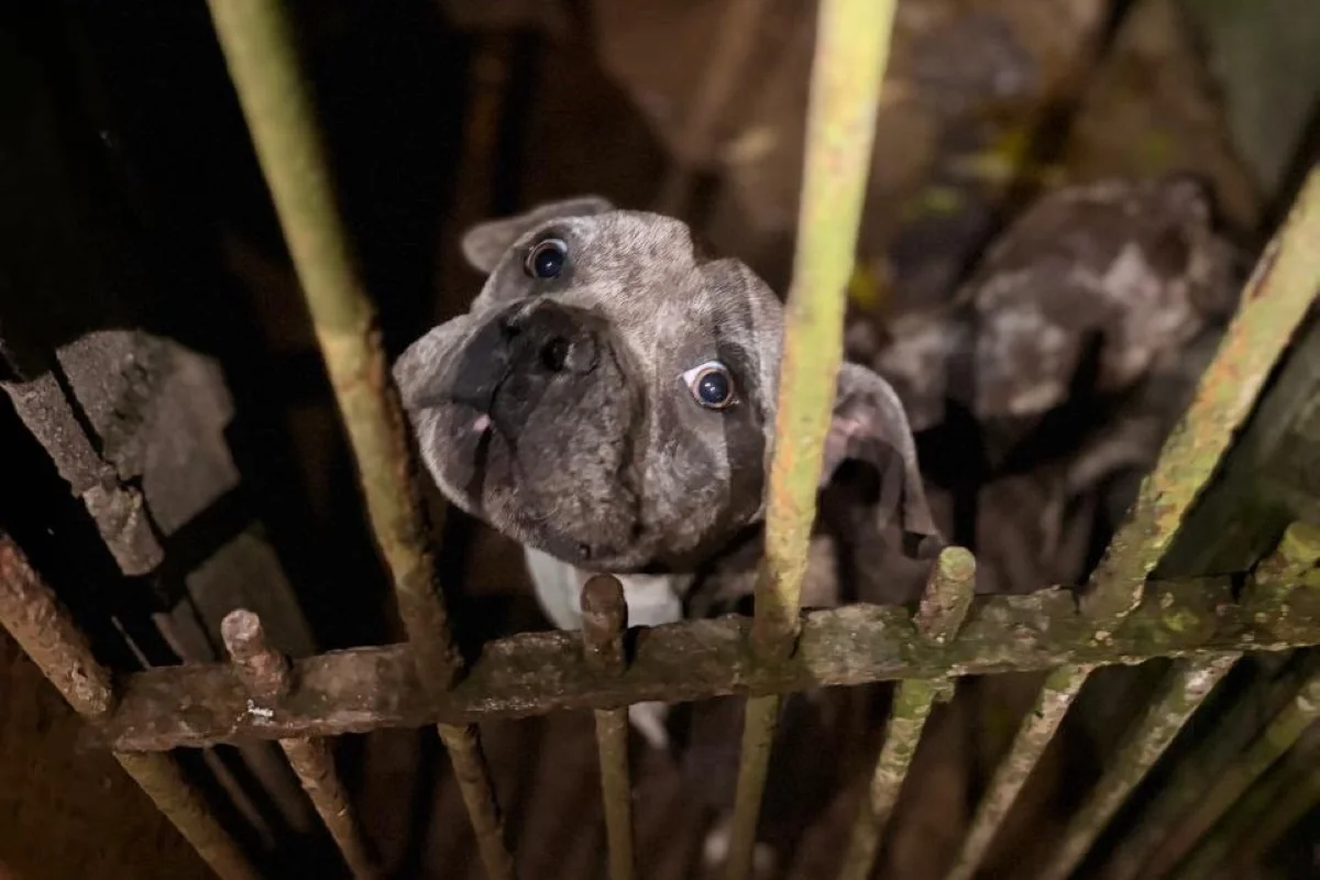 Operação resgata animais em situação precária de higiene e saúde Operação resgata animais em situação precária de higiene e saúde