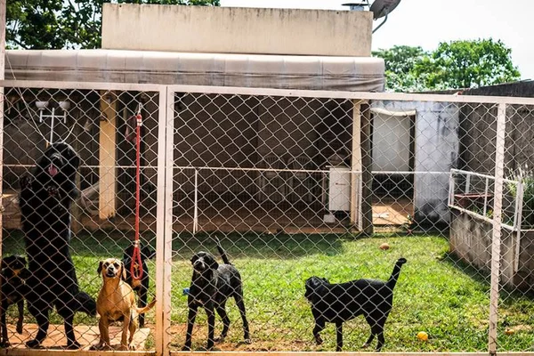 Confira dicas para evitar que o seu cão fuja de casa