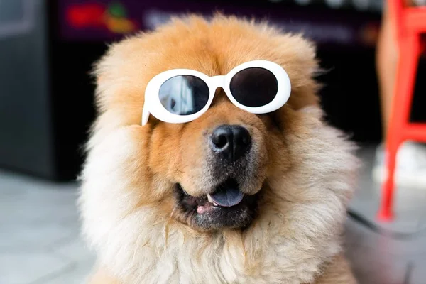 De SPA a manicure, veja como dar um dia de rei ao seu pet