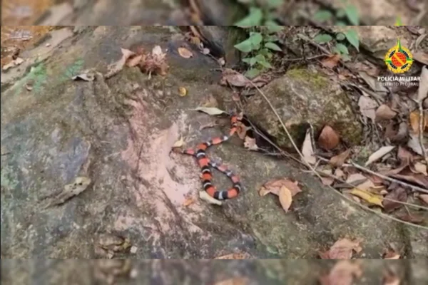 Cobra coral verdadeira é solta na mata
