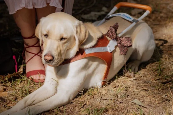 prit colorido de vídeo de cão-guia no TikTok