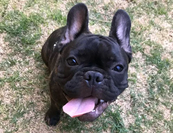 Fofo! Cãozinho brasiliense encanta com passatempo inusitado