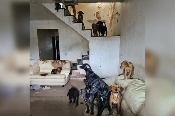 Imagem colorida de animais mantidos em situação deporavel em casa do DF - Metrópoles