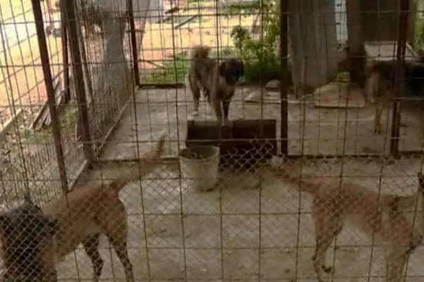 Garoto de 5 anos morre após ser atacado por seis cachorros