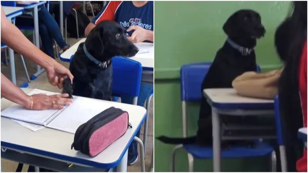 Cachorrinho “invade” sala de aula e se torna o mais popular em BH